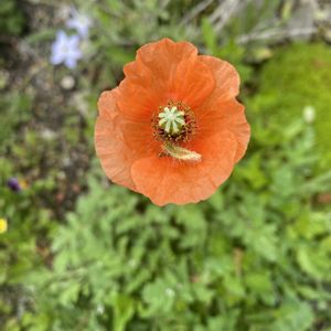 ナガミヒナゲシ,アメイジング・グレイス,花のある暮らしの画像