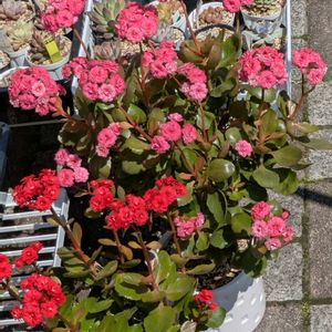 カランコエ,多肉植物,葉挿し,多肉寄せ植え,実生苗の画像