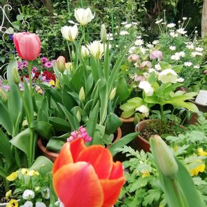 小さな庭の画像