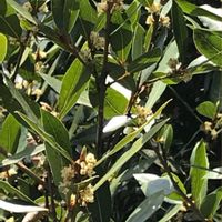 月桂樹,サクラ,サクラ,フレンチラベンダー,フレンチラベンダーの画像