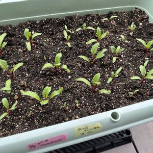 ジャガイモ,二十日大根,ビーツ,プランター野菜,プランター菜園の画像