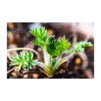 西洋オキナグサ,新芽,山野草,プランター,キンポウゲ科の画像