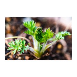 西洋オキナグサ,新芽,山野草,プランター,キンポウゲ科の画像