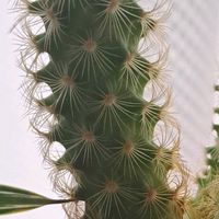 サボテン,サボテン,鉢植え,復興祈願,花友さんに感謝の画像