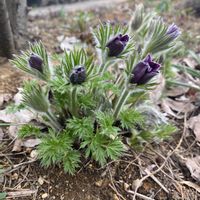 オキナグサ,オキナグサ,宿根草の庭,広い庭,庭の画像