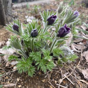 オキナグサ,オキナグサ,宿根草の庭,広い庭,庭の画像