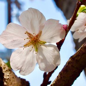 サクラ,さくら サクラ 桜,桜・そめいよしの,花のある暮らし,さくら 桜 サクラの画像