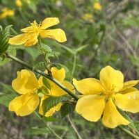ヤマブキ,黄色い花,幸せの黄色いお花,印旛沼公園,チーム千葉✿︎の画像