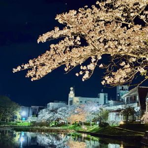 サクラ,夜桜,花のある暮らし,植物のある暮らし,iPhone撮影の画像