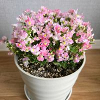 ネメシア,ネメシア・メーテル萌々子,花のある暮らし,ゲブラ・ナガトヨ,花友さんに感謝♡の画像