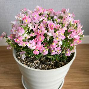 ネメシア,ネメシア・メーテル萌々子,花のある暮らし,ゲブラ・ナガトヨ,花友さんに感謝♡の画像