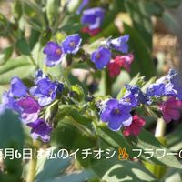 プルモナリア,プルモナリア,チーム・ブルー,チーム・ブルーNo.102,Juneの会の画像