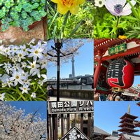 ハナニラ,ミセバヤ,我が家の庭のお花さん達♡, アネモネ,浅草寺の画像