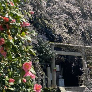 サクラ,サクラ,サクラ,ツバキ,ツバキの画像