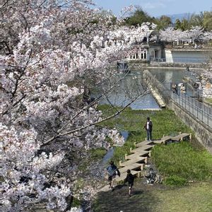 サクラ,ソメイヨシノ,ソメイヨシノ,ソメイヨシノ,ソメイヨシノの画像