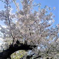 サクラ,スイートピー,ノースポール,パンジ－,さくら サクラ 桜の画像