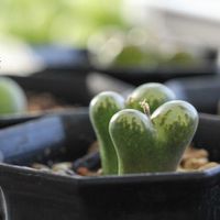 メセン,コノフィツム属,タニラー,その他部屋の画像