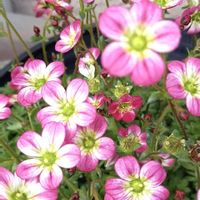 クモマグサの画像