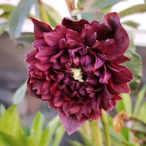 クリスマスローズ,クリスマスローズ クレオパトラ,鉢植え,花のある暮らし,植物のある暮らしの画像