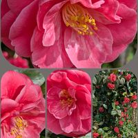 ツバキ,アミガサユリ,利休梅,金襴の蕾の画像