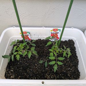 キュウリ,ミニトマト,家庭菜園,庭の画像