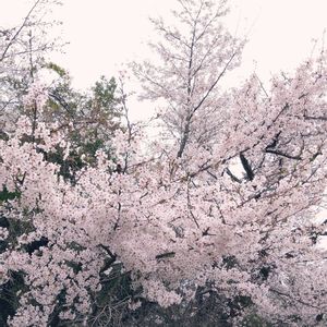 さくら,お出かけ先の画像