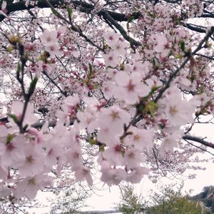 さくら,お出かけ先の画像