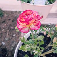 ラナンキュラスの画像