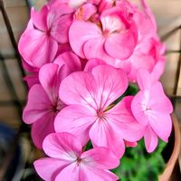 ゼラニウム,花のある暮らし,かわぃぃ。,多様性を愛する会,人に優しくの画像