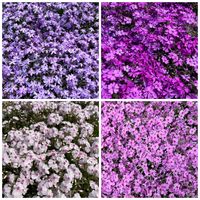 オキナグサ,シバザクラ,シバザクラ,ヒメリュウキンカ,ローダンセマムの画像