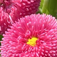 デージー,ピンク,ピンクの花,ピンクワールドへ ようこそ,花を通じて愛と平和をの画像