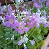 サクラソウの画像