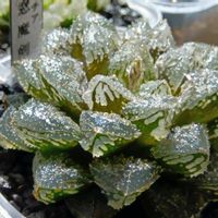 大窓魔剣,ハオルチア属,多肉ちゃん,ボタニカルライフ,ベランダーの画像