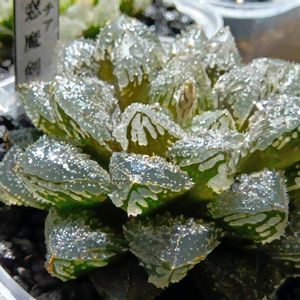 大窓魔剣,ハオルチア属,多肉ちゃん,ボタニカルライフ,ベランダーの画像