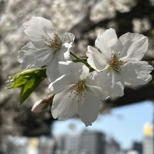 サクラ,花のある暮らし,小さな幸せ♡,花咲く乙女たち♡,2026年桜さくらサクラリレーの画像