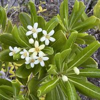 トベラ,シラーシベリカ,ガザニア  ビースト   シルバーフォックス,お月様,ベランダの画像