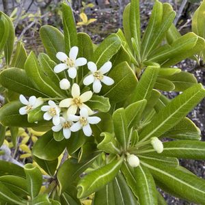 トベラ,シラーシベリカ,ガザニア  ビースト   シルバーフォックス,お月様,ベランダの画像