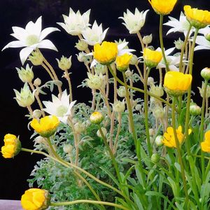 花のある暮らし,小さな庭の画像