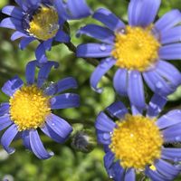 デージー,ブルーデージー,青い花,青い花マニア,花を通じて愛と平和をの画像