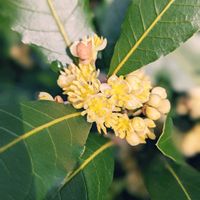 月桂樹,ゲッケイジュ,今日のお花,木に咲く花,平和を願うの画像