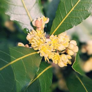 月桂樹,ゲッケイジュ,今日のお花,木に咲く花,平和を願うの画像