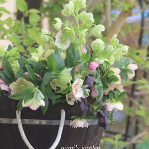 ジブリの世界,おでかけ先,三鷹の森ジブリ美術館,花友さんに感謝♡,nami's gardenのクリスマスローズの画像