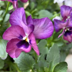 ビオラ ふわふわ金魚ちゃん,花のある暮らし,春のお花,小さな庭の画像