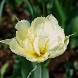 チューリップ,おうち園芸,GS7年目,広い庭の画像