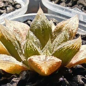 ハオルチア属,多肉ちゃん,ボタニカルライフ,ベランダー,新葉の画像