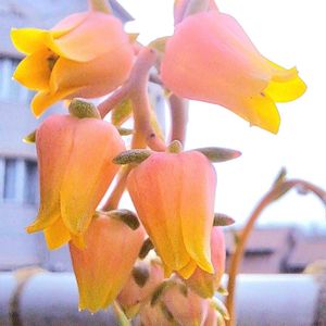 ギルバ,ダイソー,エケベリア属,植物男子ベランダー,エケベリア好きの画像