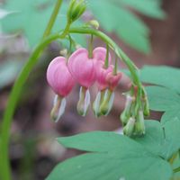 タイツリソウ（ケマンソウ）,山野草,春がきた♪,我が家の花,山野草大好きの画像