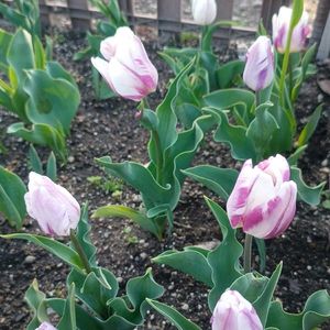 チューリップ,チューリップ,ネモフィラ,ネモフィラ,ネモフィラの画像