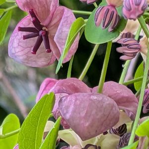 山野草,スマホ撮影,お出かけ先の画像