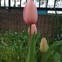 ラベンダー,センペル, チューリップ,がんばれ！がんばれ！,皆さんに感謝の画像